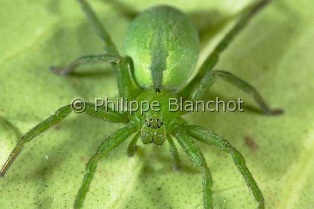Sparassidae_9997.JPG - France, Araneae, Sparassidae, Micrommate verte (Micrommata virescens), Sparassidae, femelle, 15 mm, portrait, Green Huntsman Spider